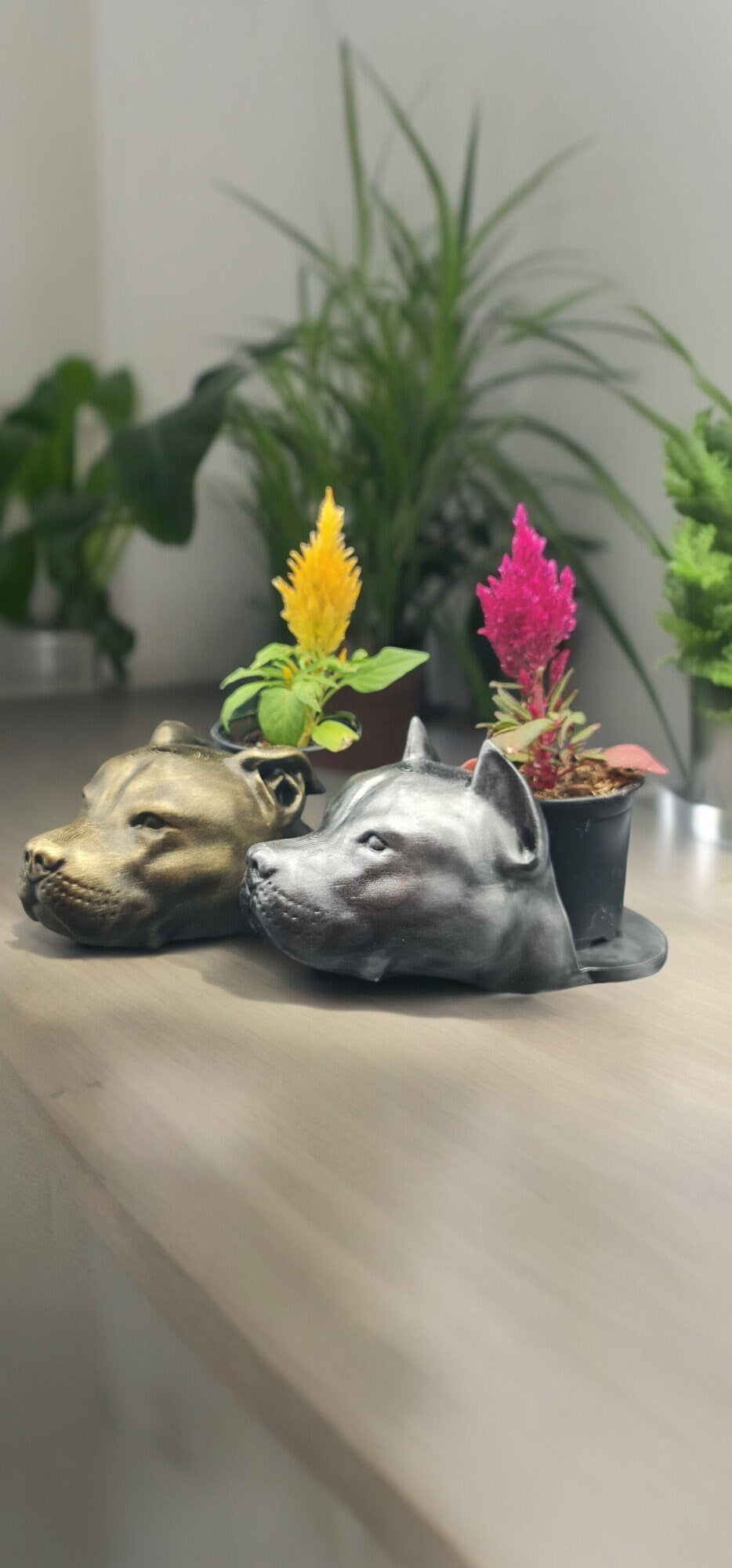 Handmade Pit Bull Bust Planter|Flower Pot with Antique Gold or Silver Patina